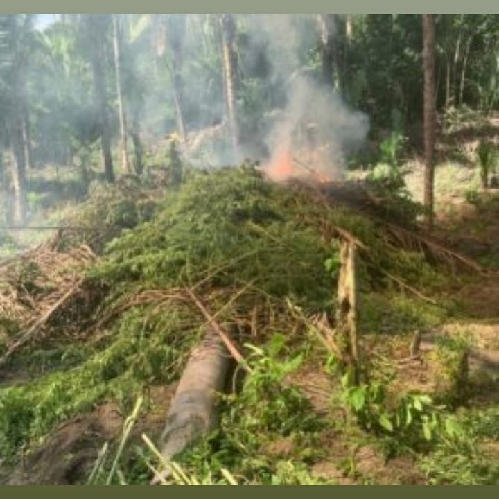 PolÃ­cia estoura plantaÃ§Ã£o de maconha em Caxias MA Quase 36 mil pÃ©s foram destruÃ­dos